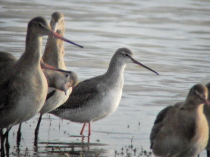Spotted Redshank