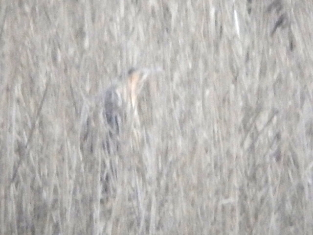 Bittern