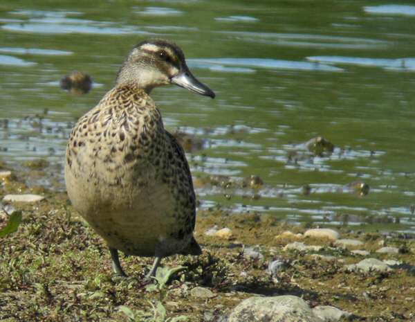 Garganey