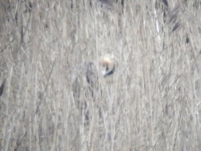 Bittern