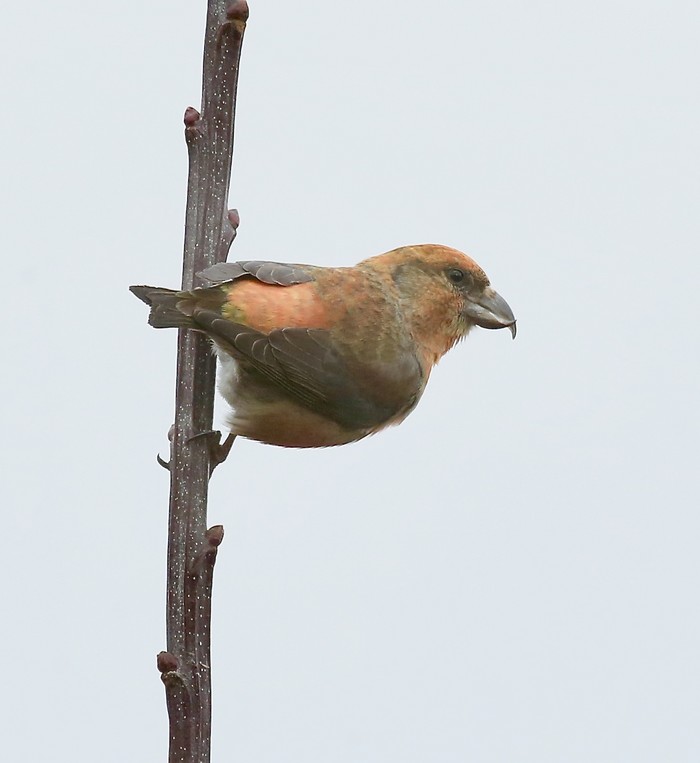 Crossbill