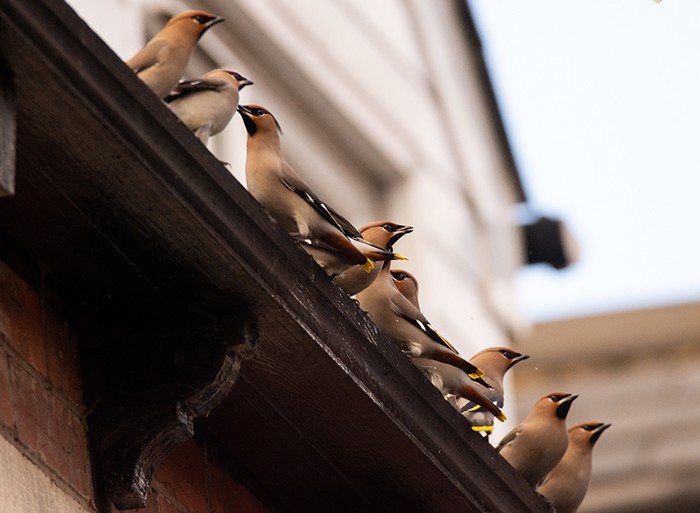 Waxwing