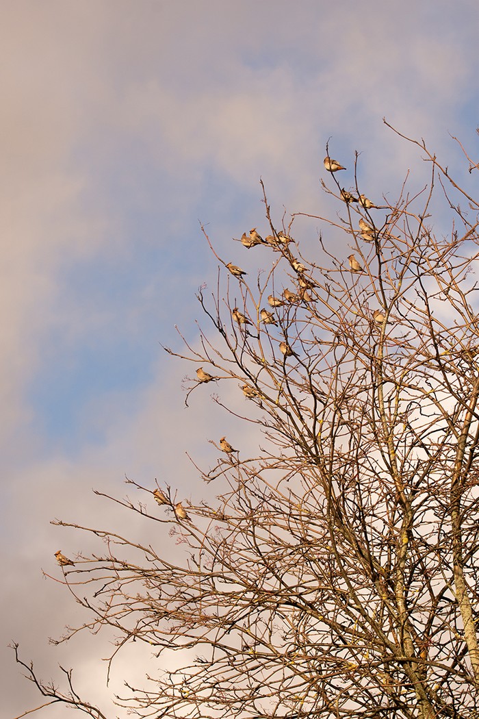 Waxwing