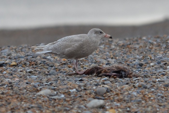 Glaucous Gull