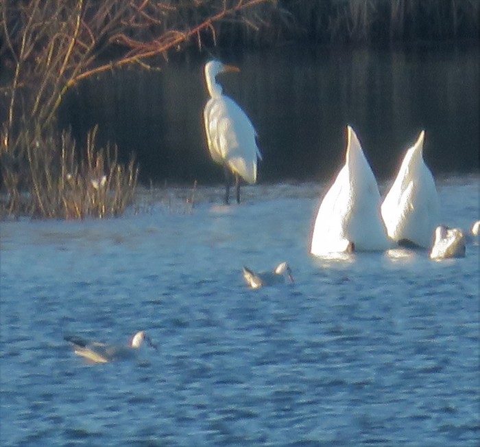 Great White Egret