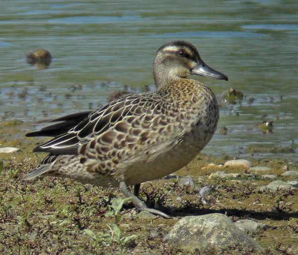 Garganey