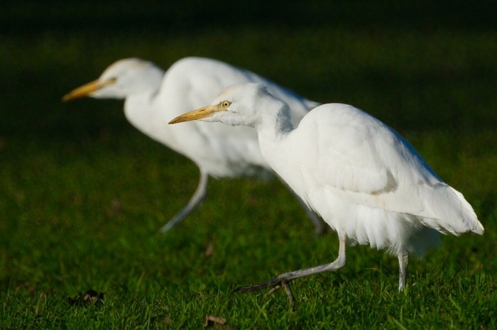 Cattle Egret