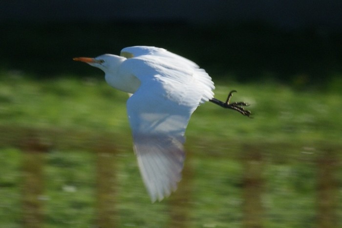 Cattle Egret