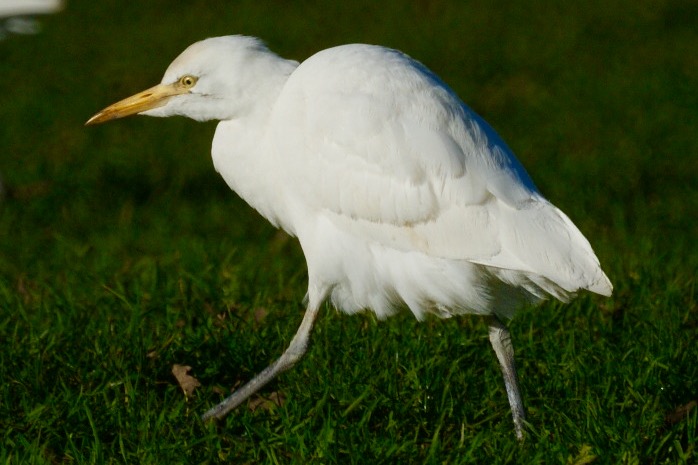 Cattle Egret