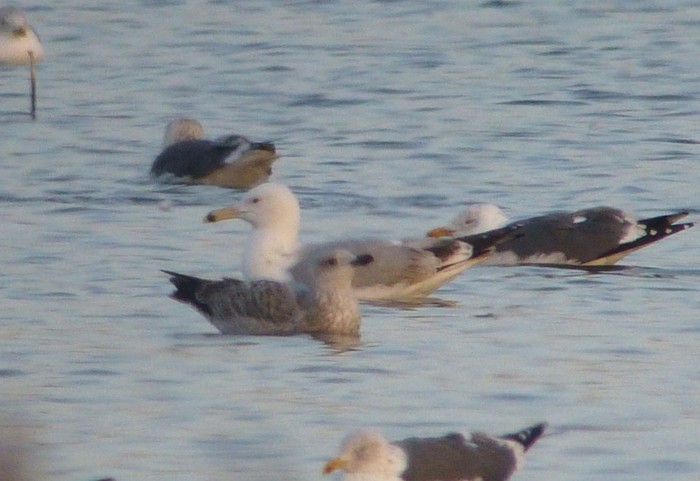 Caspian Gull