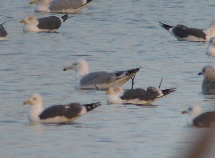 Caspian Gull
