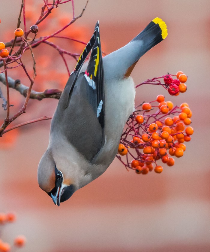 Waxwing