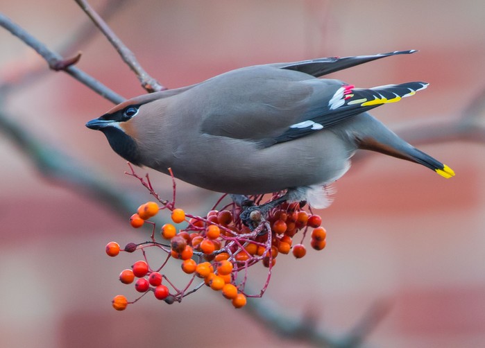 Waxwing
