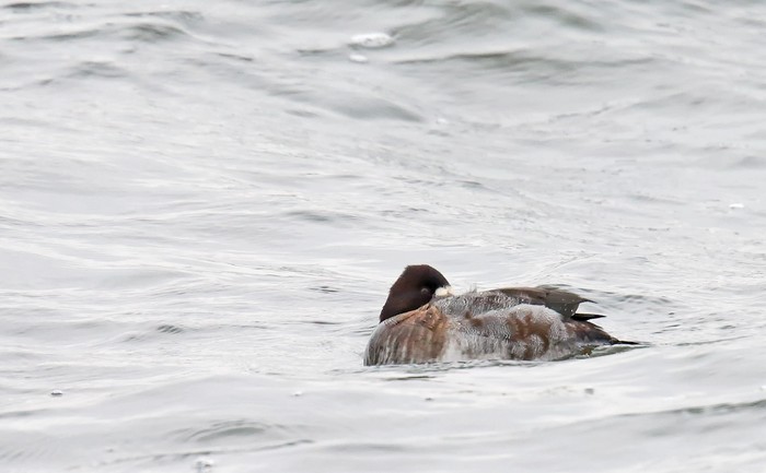 Lesser Scaup