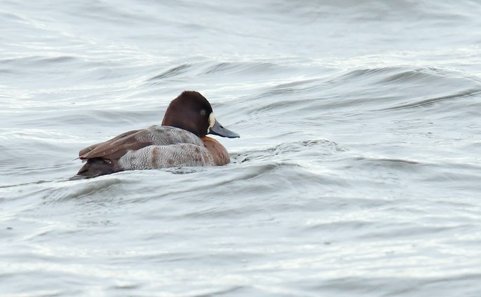 Lesser Scaup