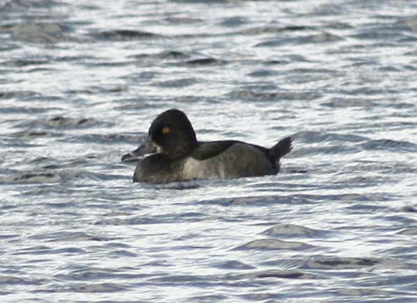 Ring-necked Duck