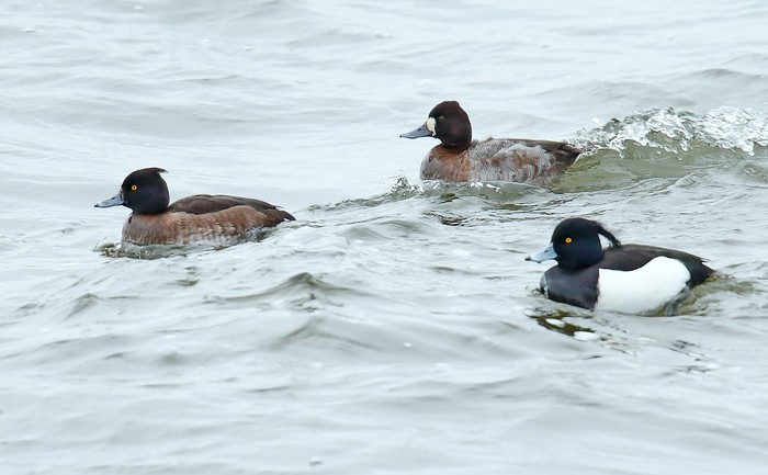 Lesser Scaup