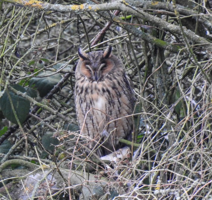Long-eared Owl