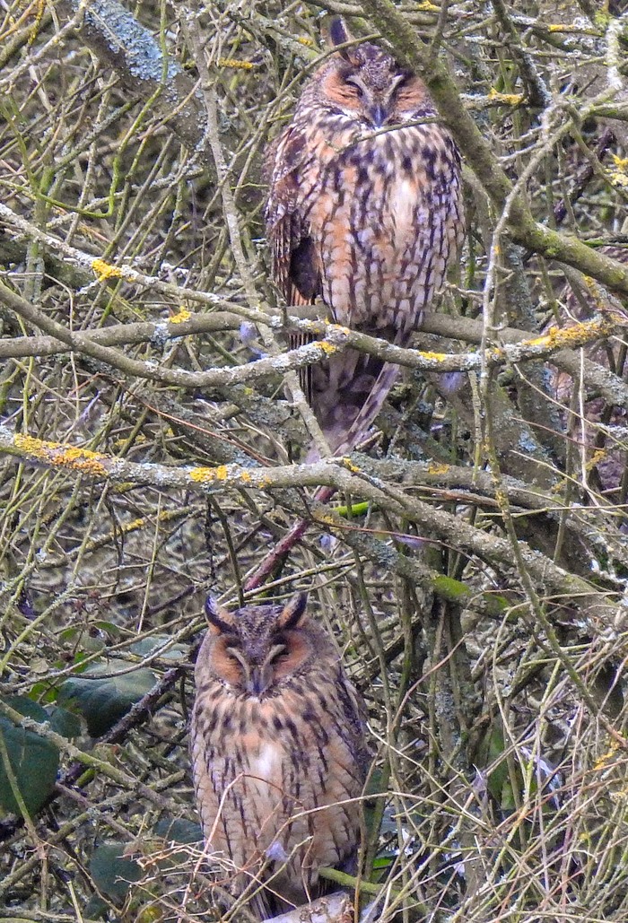 Long-eared Owl