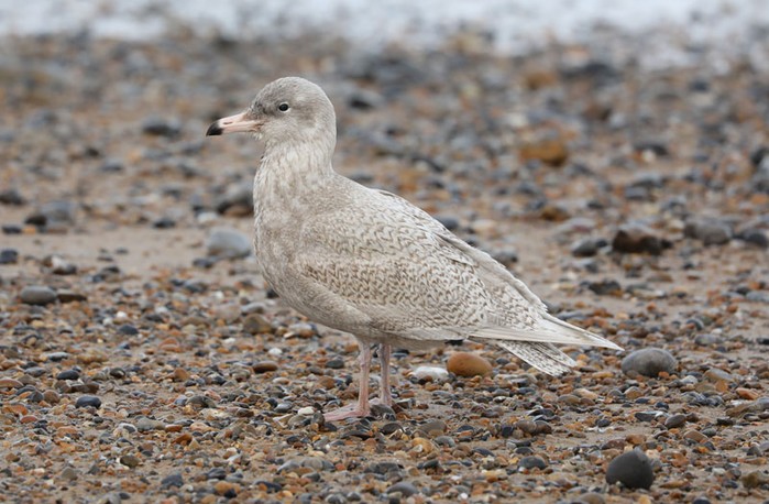 Glaucous Gull