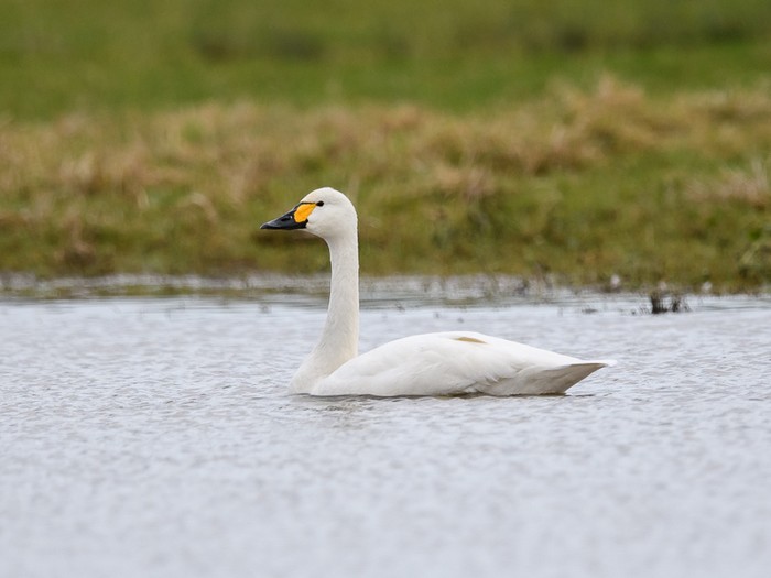 Bewick's Swan