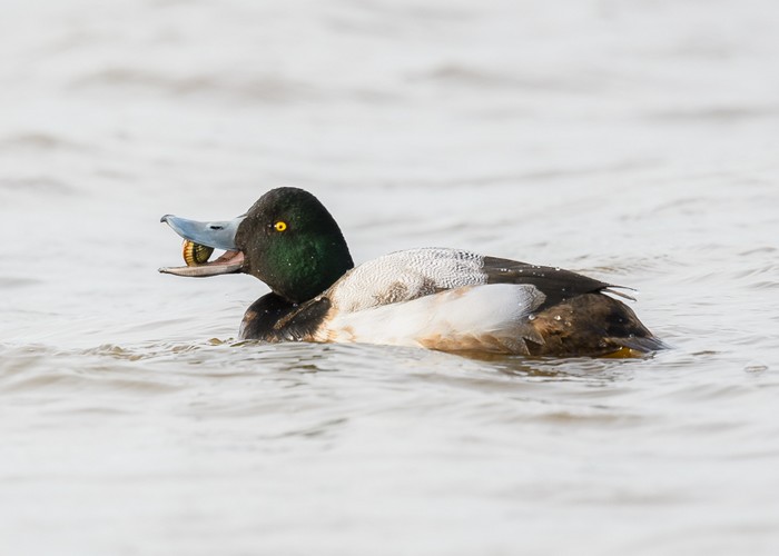 Scaup