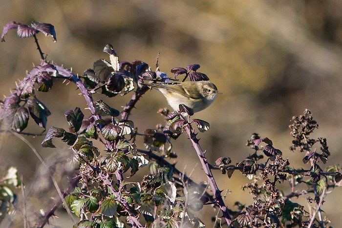 Hume's Warbler