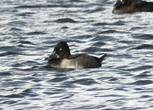 Ring-necked Duck