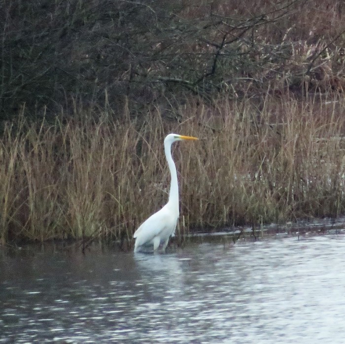 Great White Egret