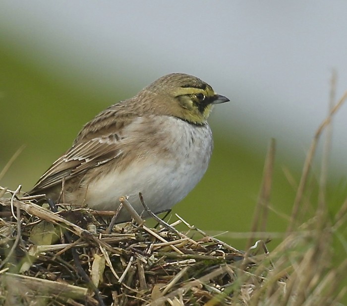 Shorelark