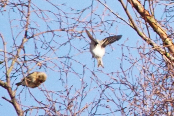 Coues's Arctic Redpoll