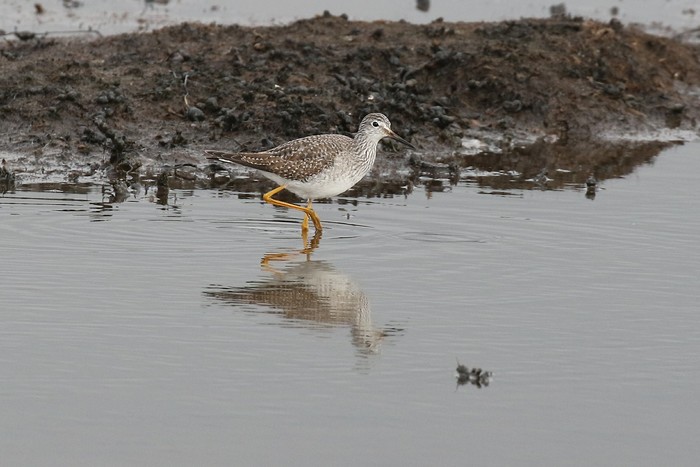 Lesser Yellowlegs