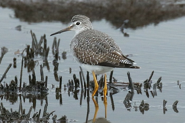 Lesser Yellowlegs