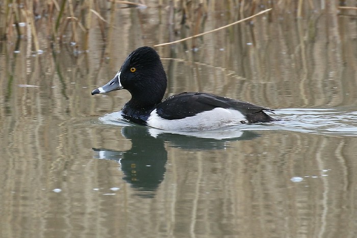 Ring-necked Duck