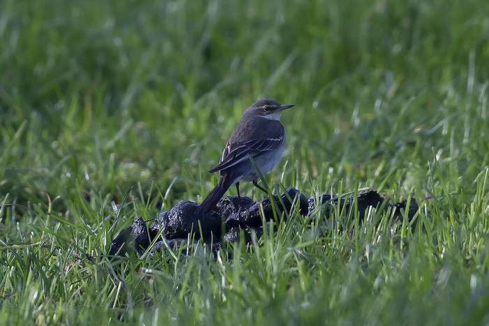 Eastern Yellow Wagtail