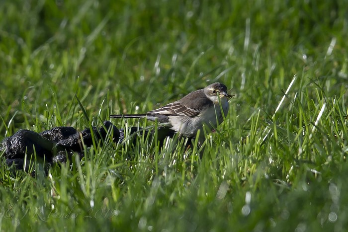 Eastern Yellow Wagtail