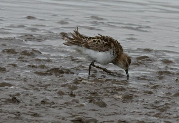 Little Stint
