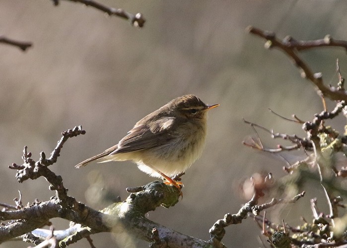 Dusky Warbler