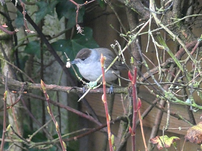Blackcap