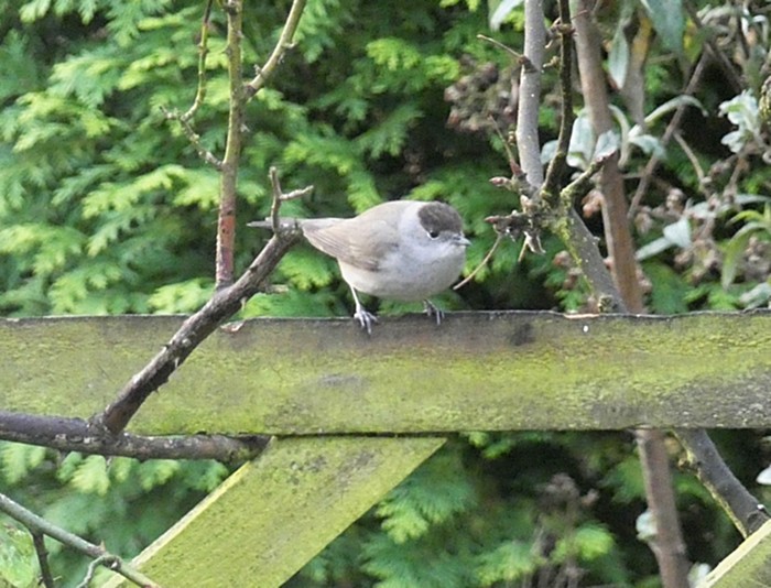 Blackcap