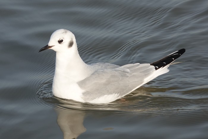 Bonaparte's Gull