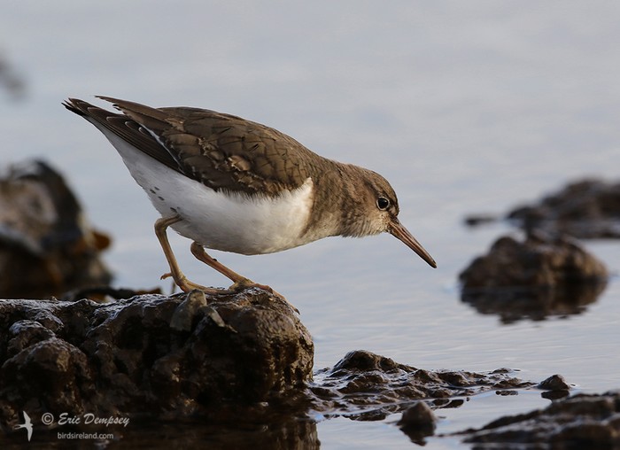 Spotted Sandpiper