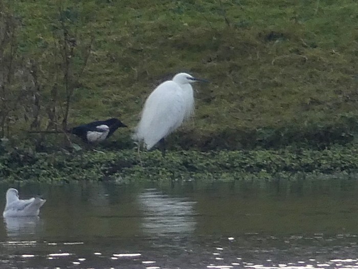 Little Egret