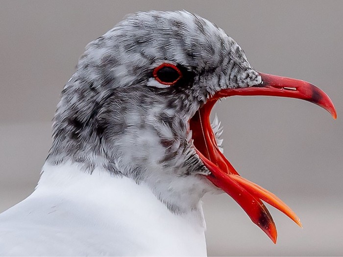Mediterranean Gull