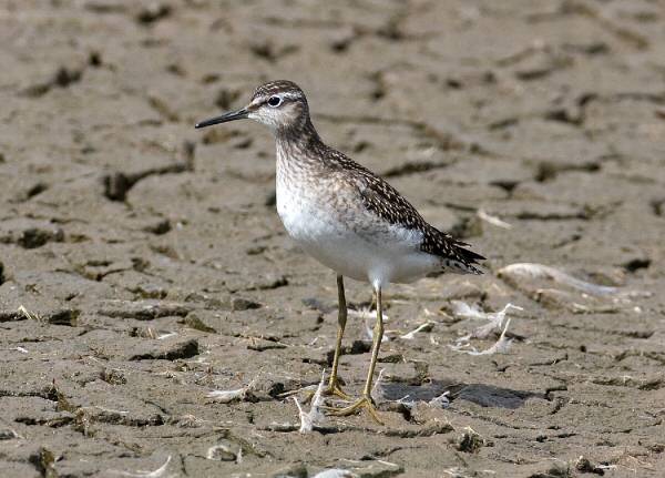 Wood Sandpiper