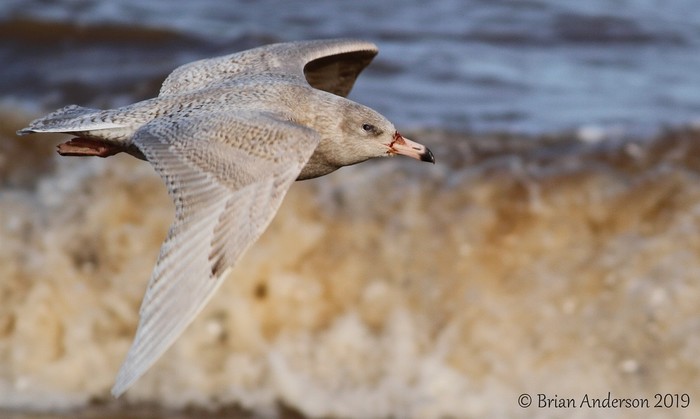 Glaucous Gull
