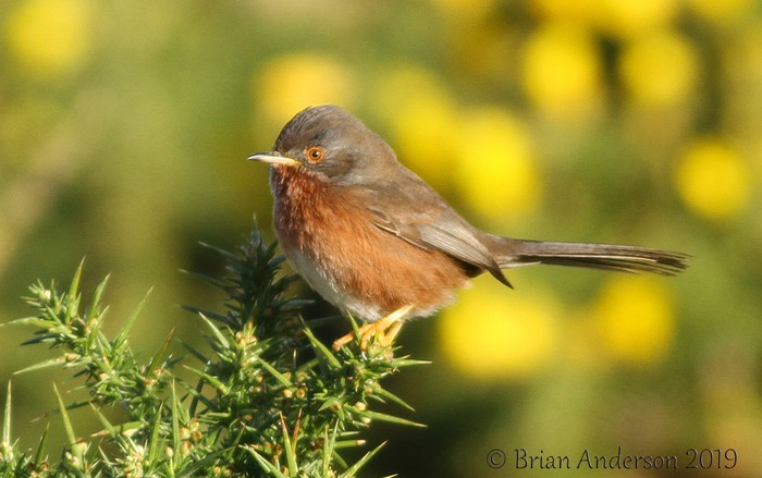 Dartford Warbler