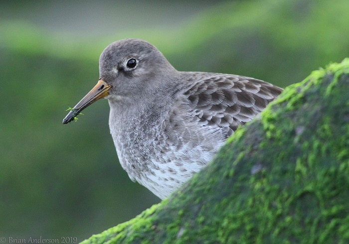Purple Sandpiper