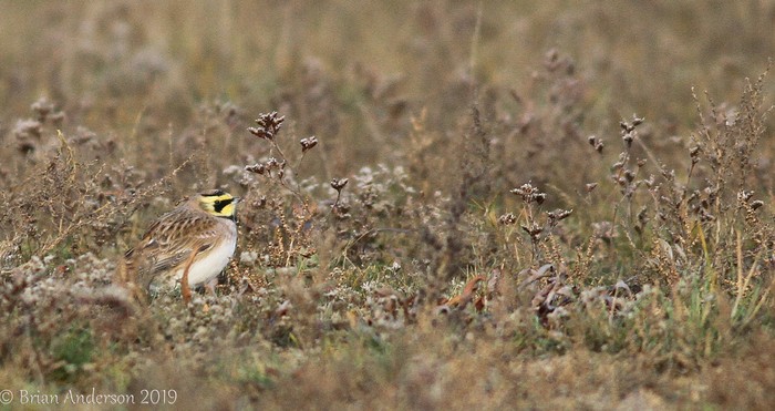 Shorelark