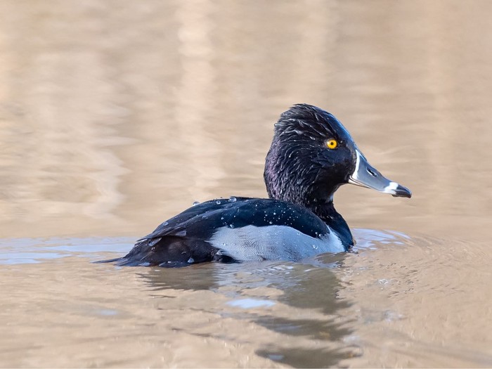 Ring-necked Duck